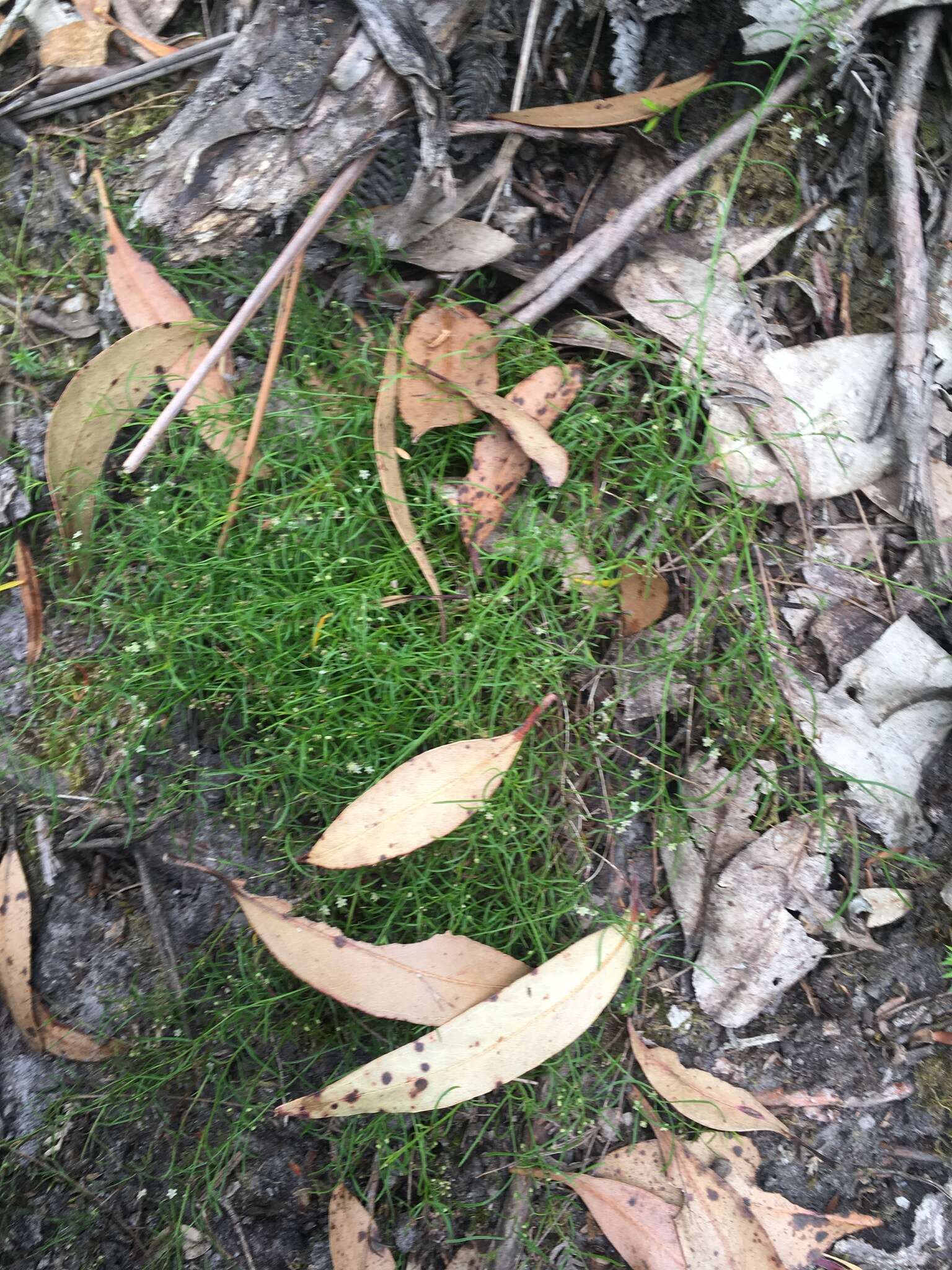 Image of Platysace heterophylla var. heterophylla