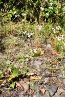 Imagem de Eriogonum elatum var. elatum