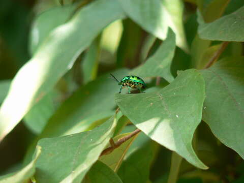 Image of <i>Chrysocoris stollii</i>