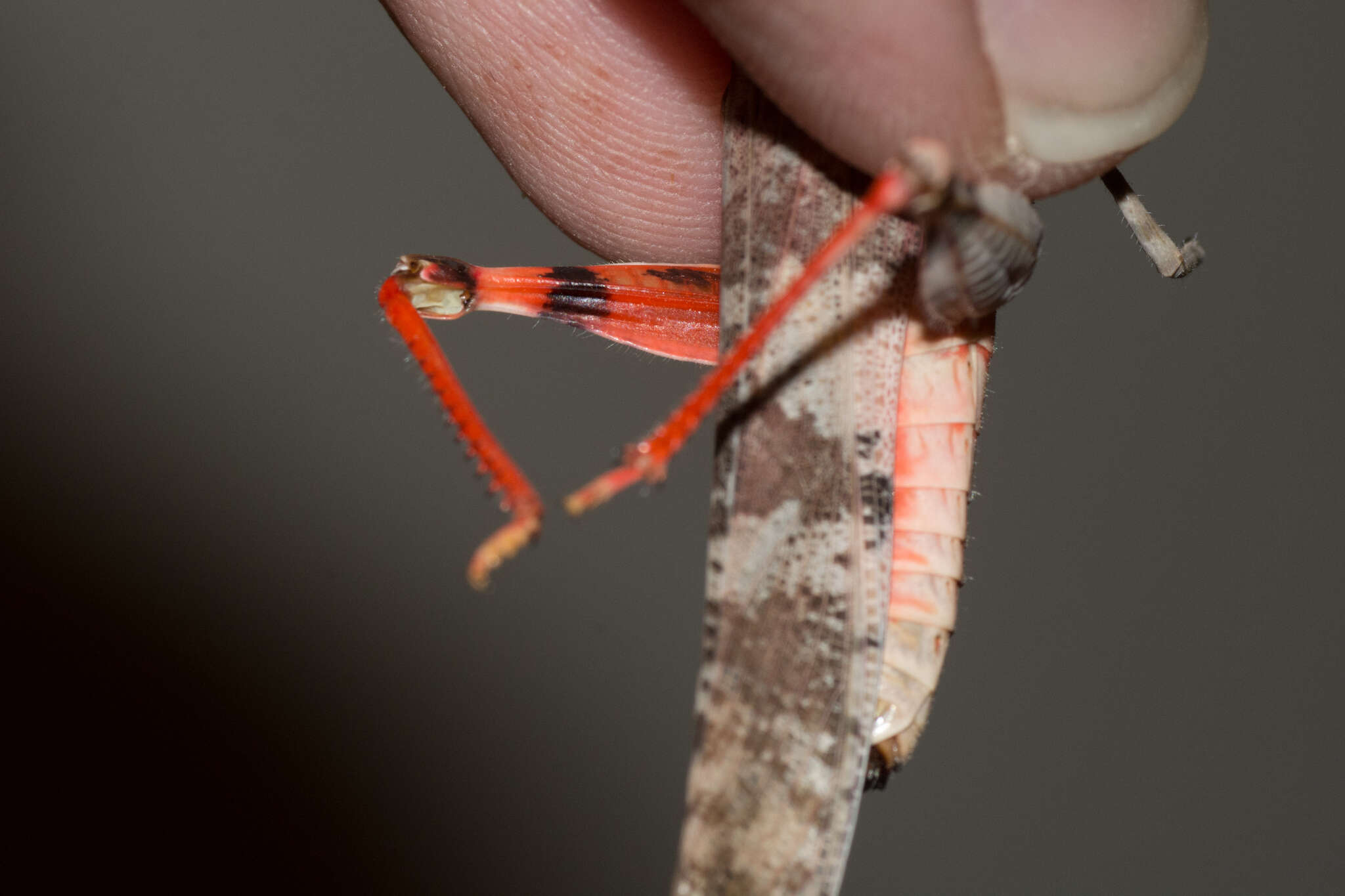 Trimerotropis melanoptera McNeill 1901 resmi