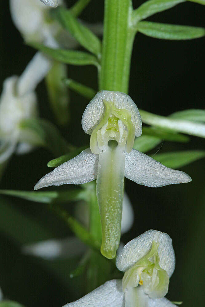 Image of Platanthera mixta Efimov