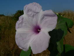 Слика од Ipomoea carnea Jacq.