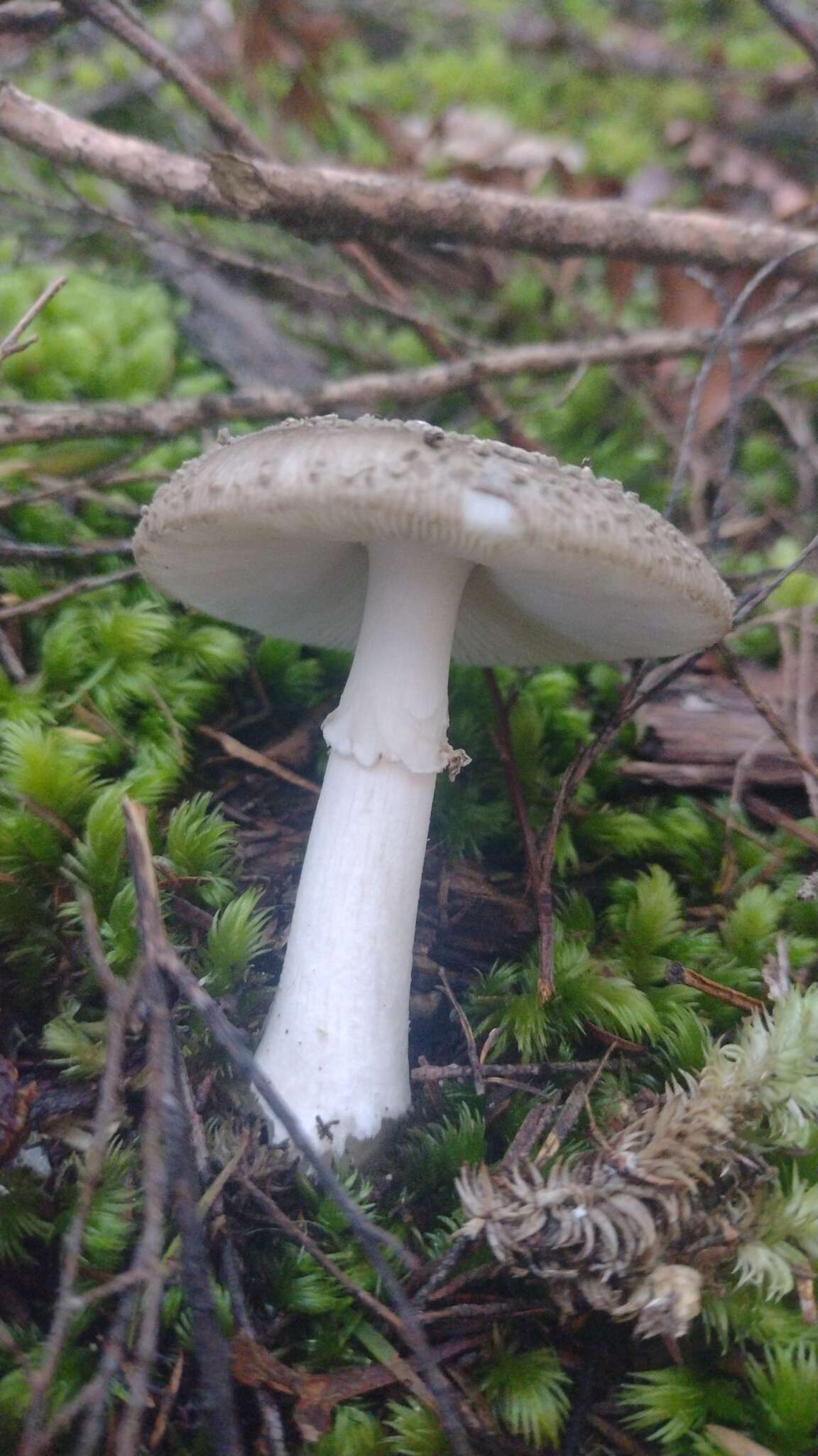 Plancia ëd Amanita karea G. S. Ridl. 1991