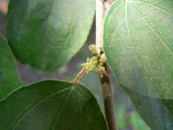 Image of Indian Jujube