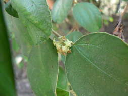 Image of Indian Jujube