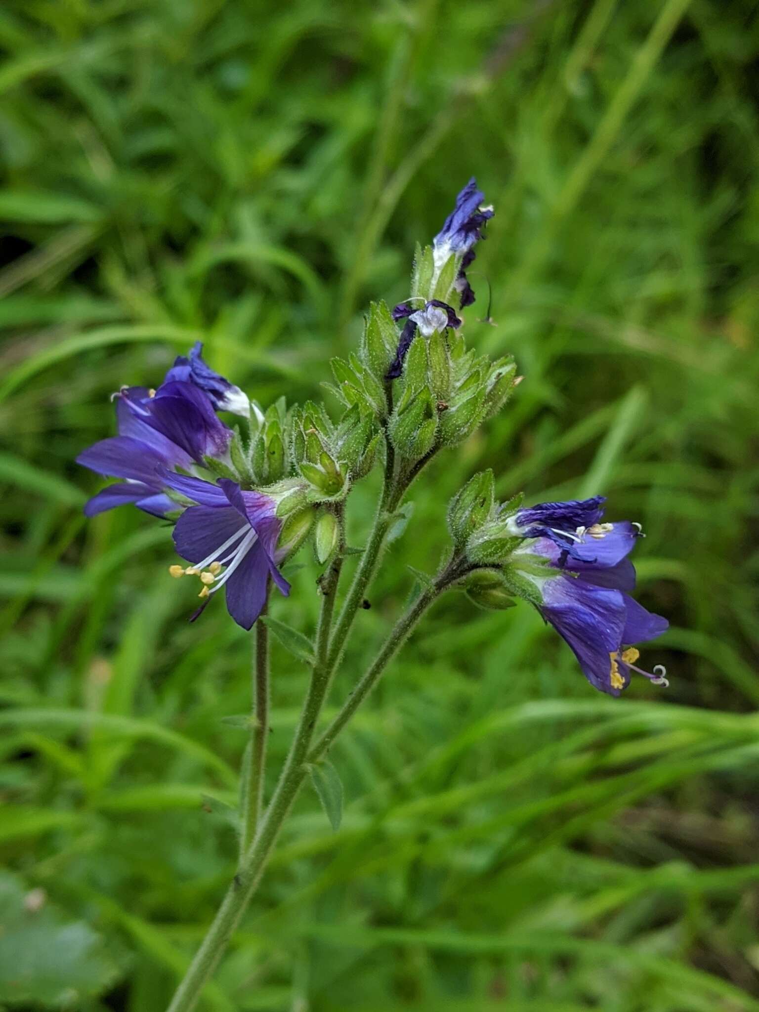 Polemonium occidentale subsp. occidentale的圖片