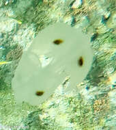 Image of Ocyropsis maculata (Rang 1827)