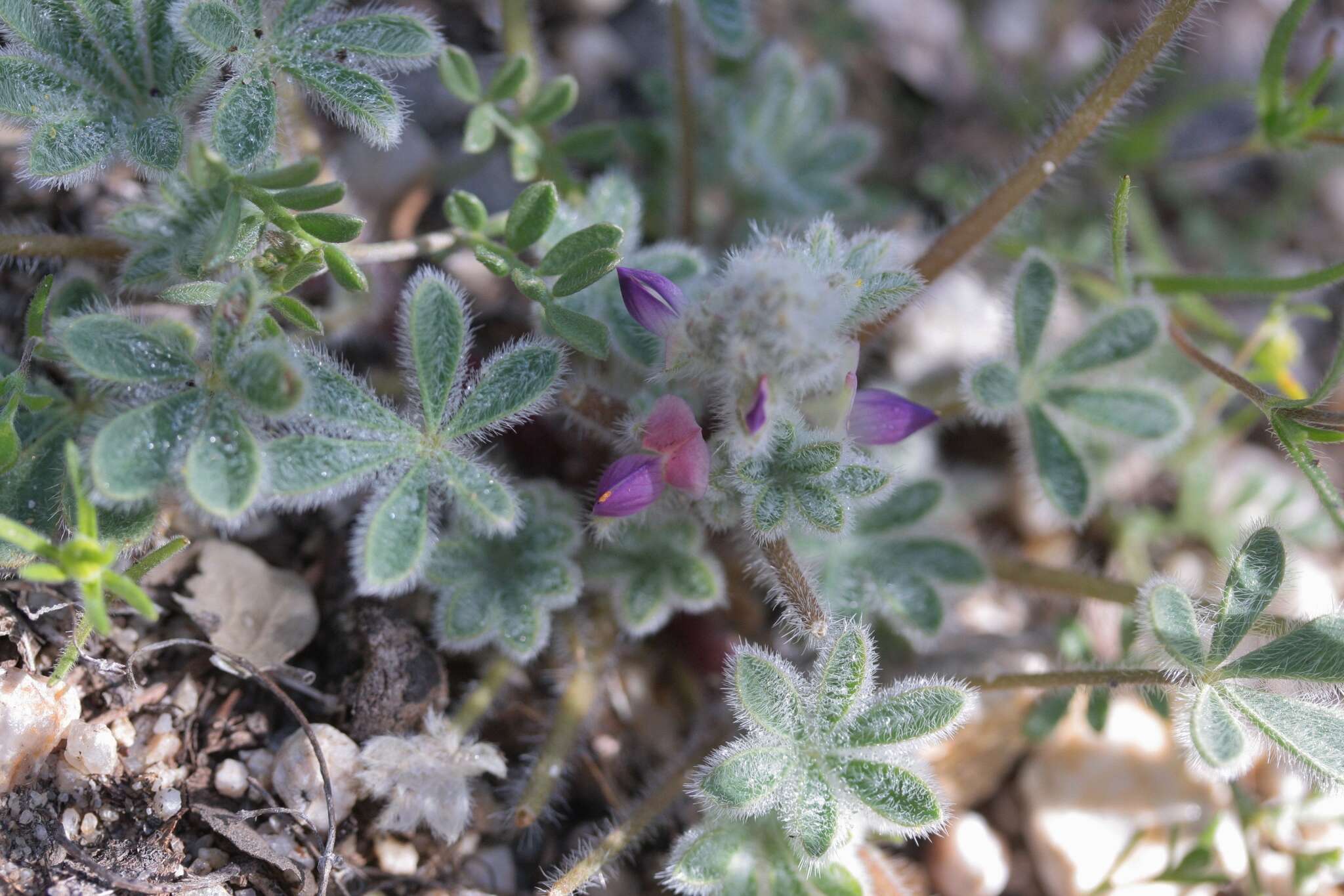 Image of bajada lupine