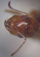 Image of Rossomyrmex