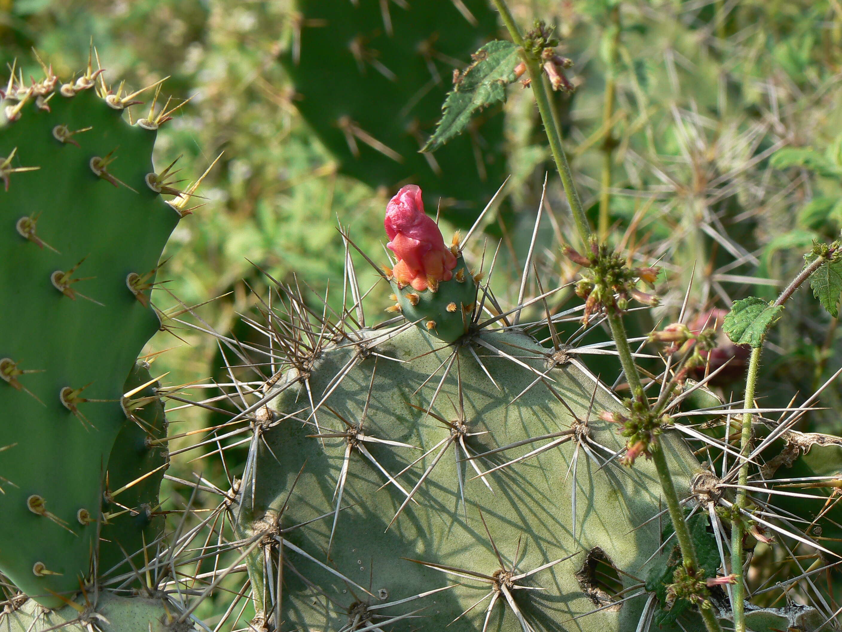 Imagem de Opuntia tuna (L.) Mill.