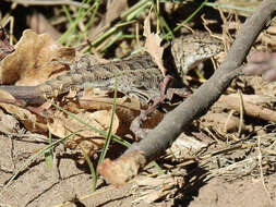 Image of Liolaemus wiegmannii (Duméril & Bibron 1837)