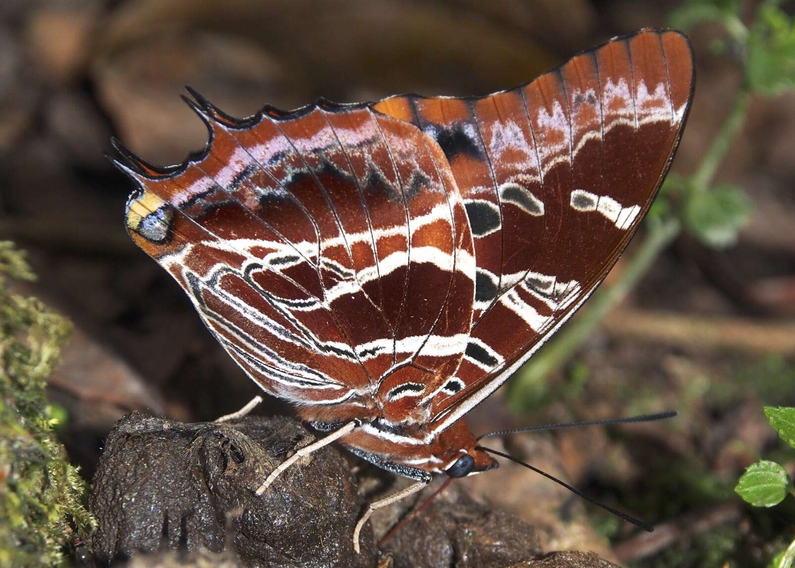 Charaxes eudoxus Drury 1782 resmi