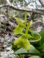 Image of Epidendrum vulgoamparoanum Hágsater & L. Sánchez