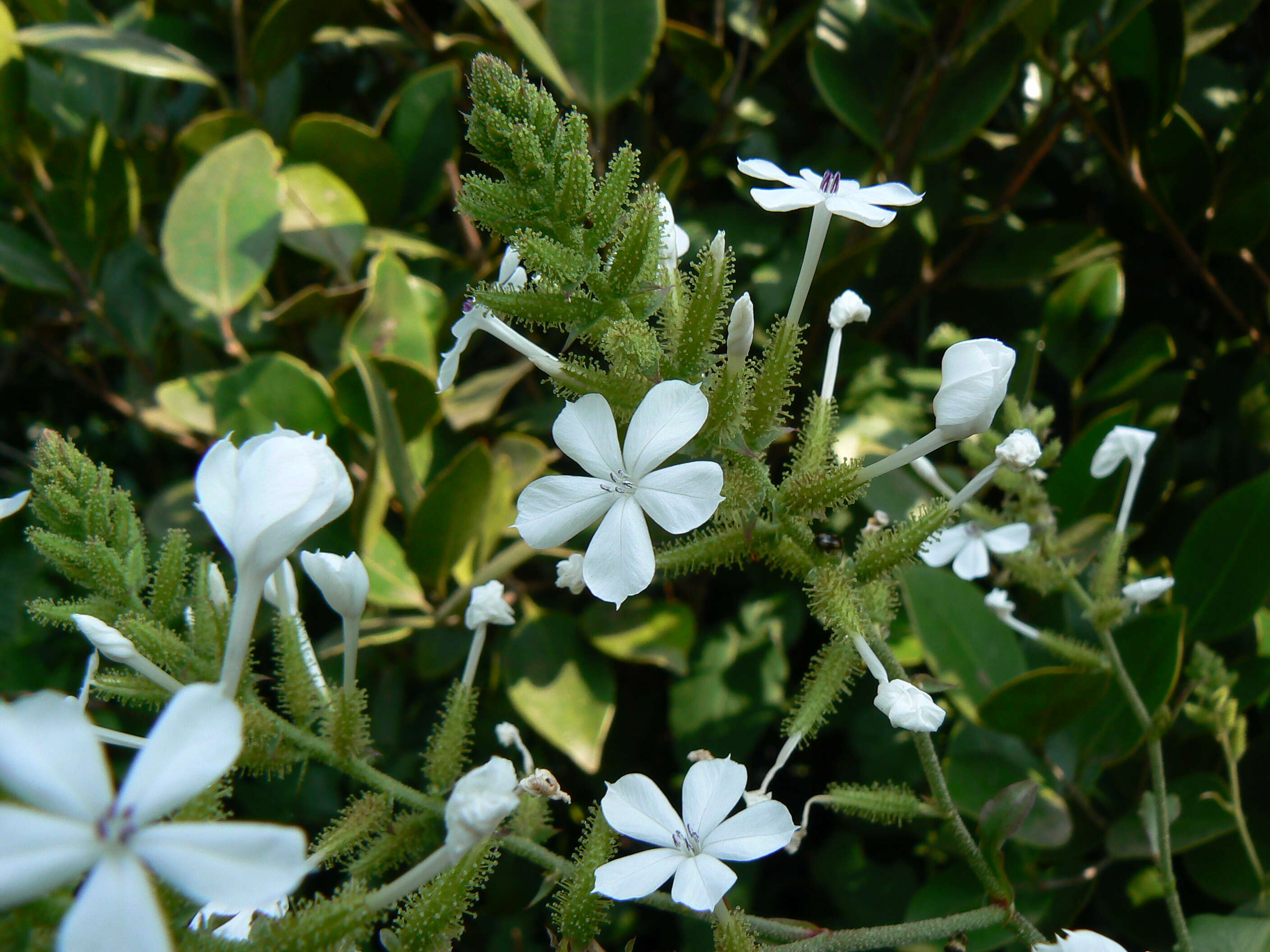 Image of wild leadwort