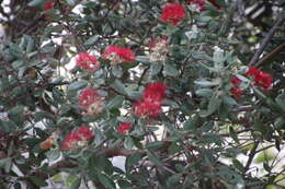 Image of Pohutukawa