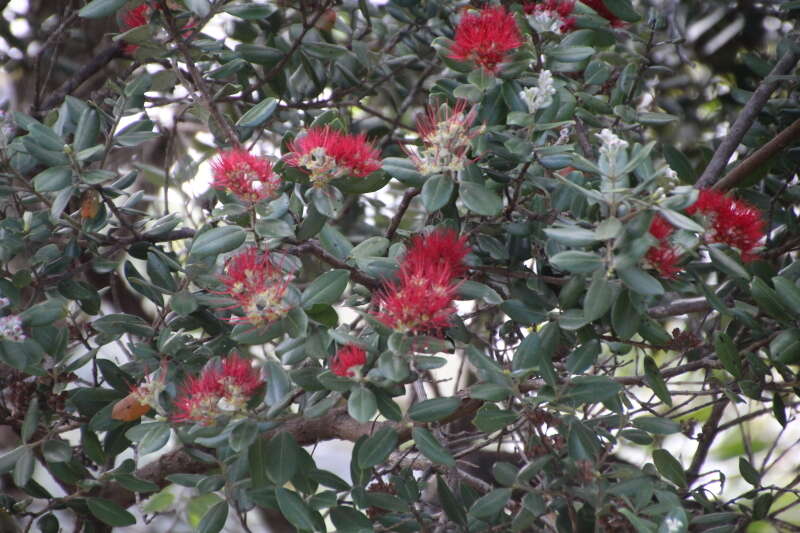 Image of Pohutukawa