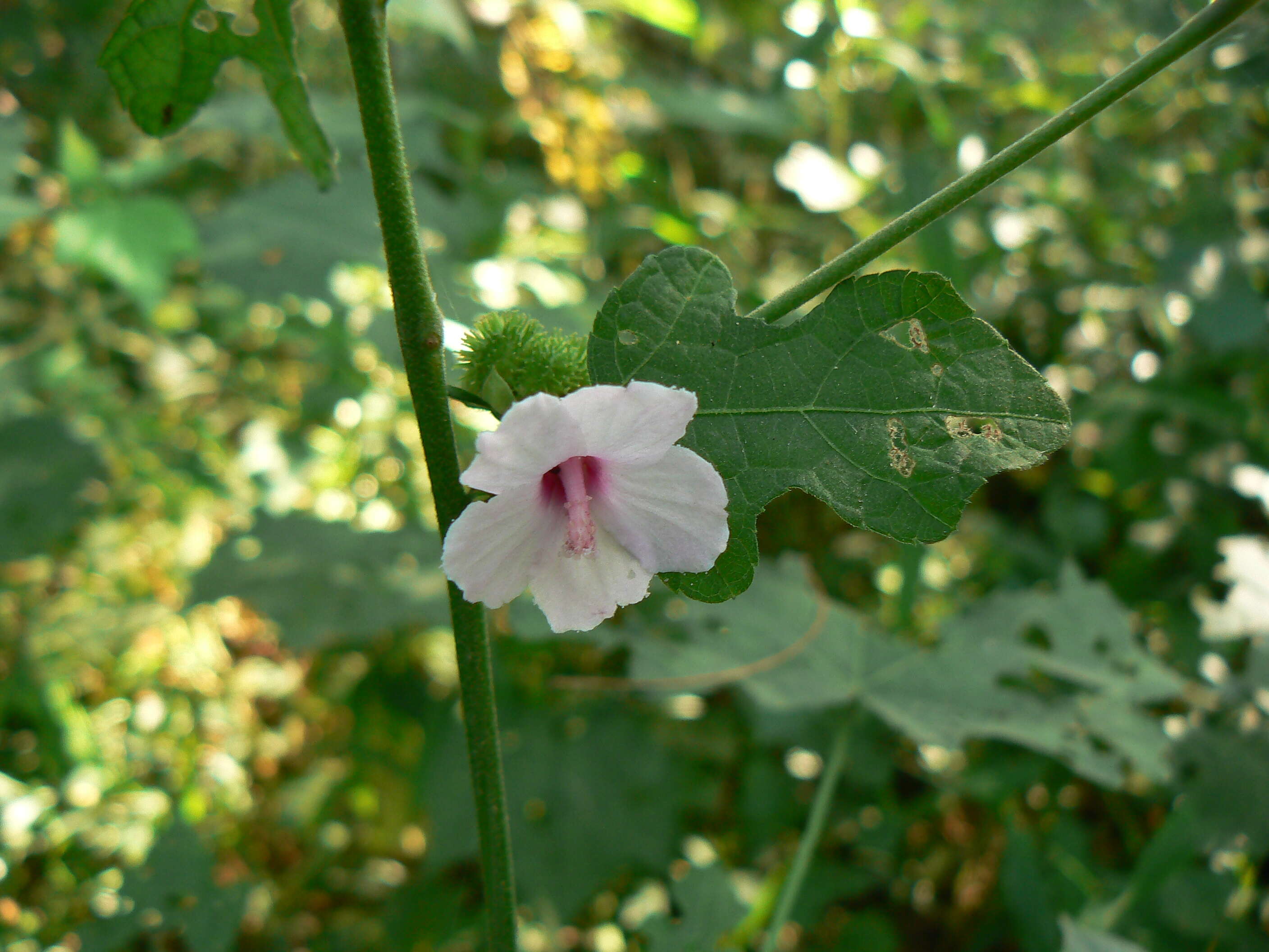 Image of Caesarweed