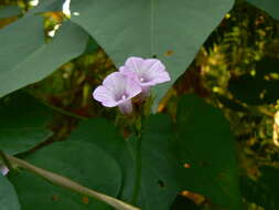 Plancia ëd Ipomoea triloba L.