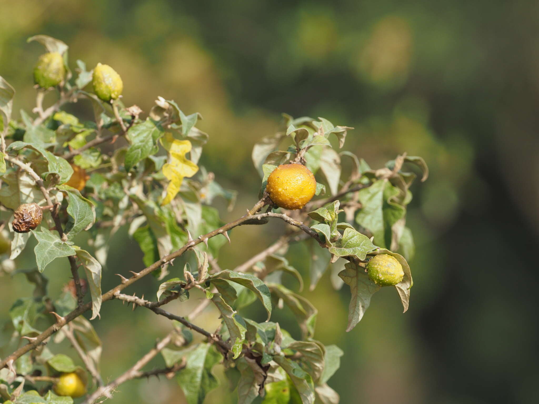 Plancia ëd Solanum aculeastrum Dun.