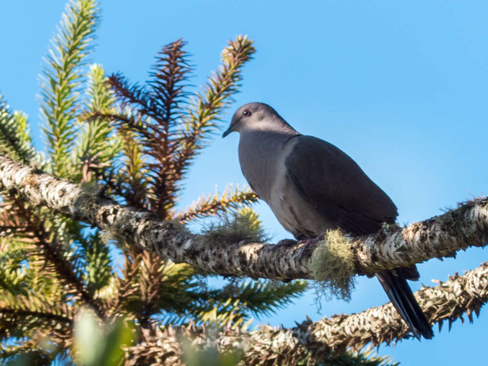 Image of Plumbeous Pigeon