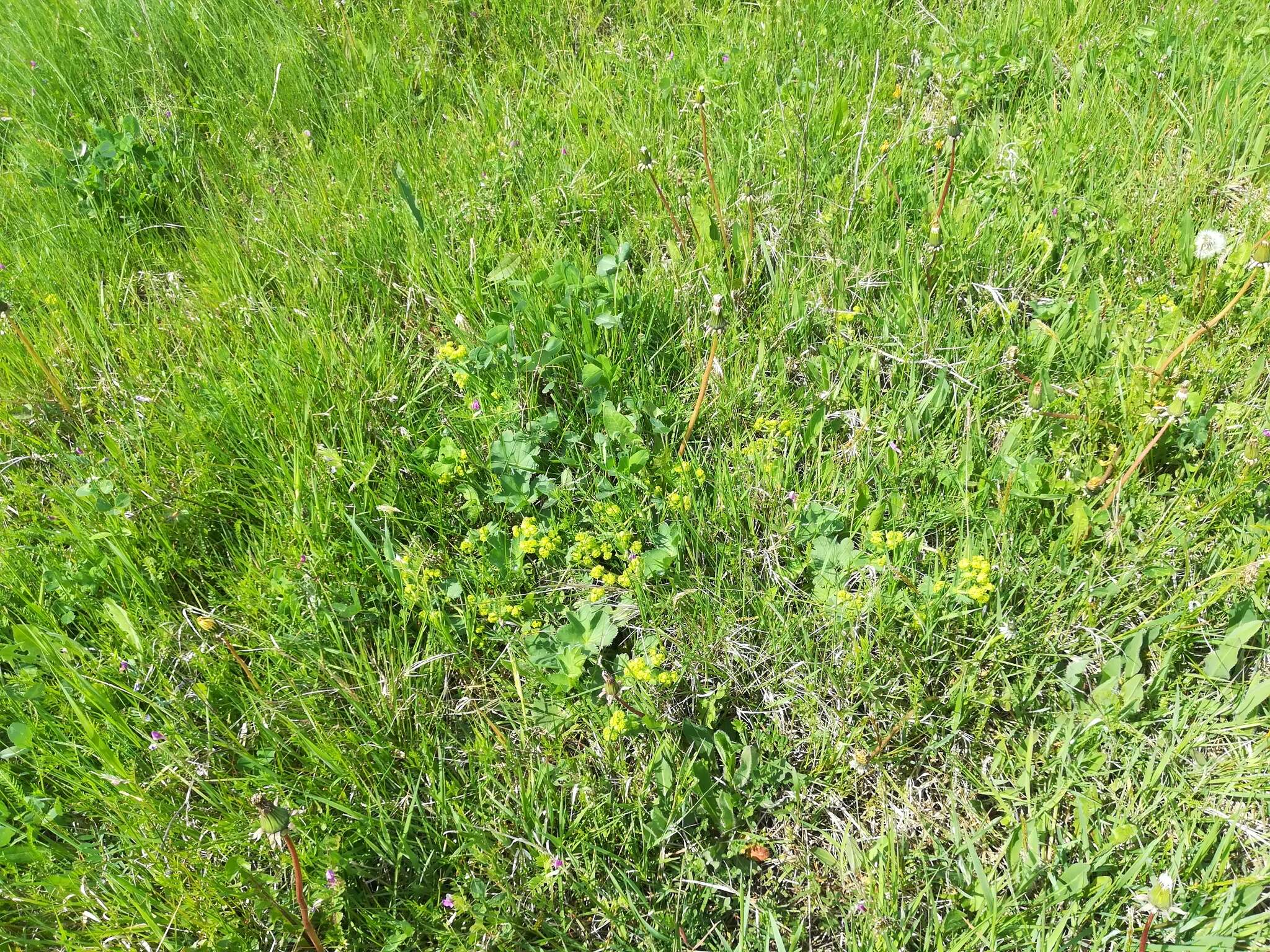 Image of Alchemilla plicata Buser