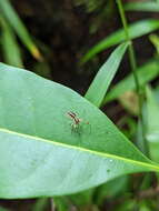 Image of Tauala lepidus Wanless 1988