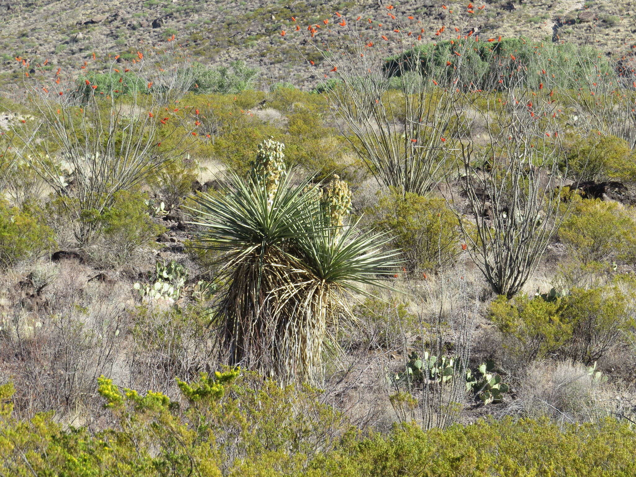 Image de Yucca faxoniana Sarg.