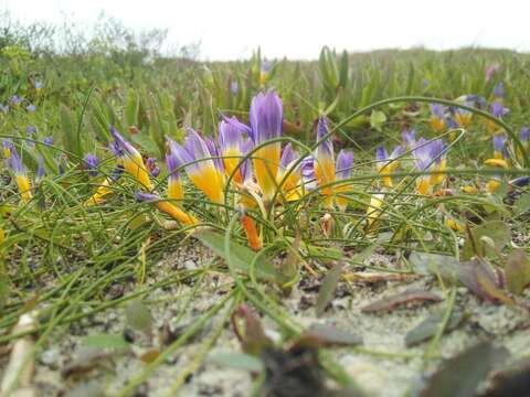 Image of Romulea clusiana (Lange) Nyman