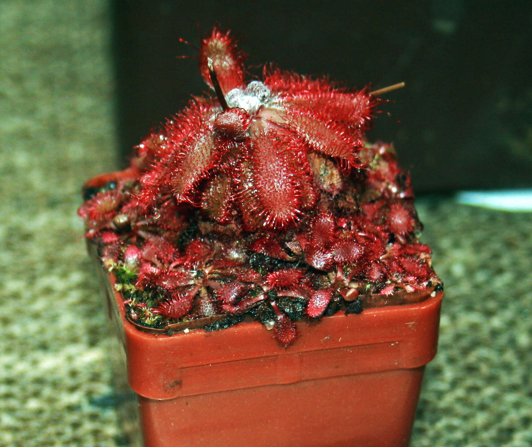 Image of Drosera montana St. Hil.