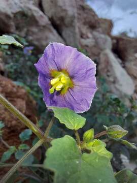 Physalis purpurea Wiggins resmi