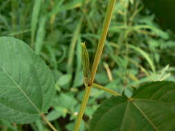 Image of nalta jute