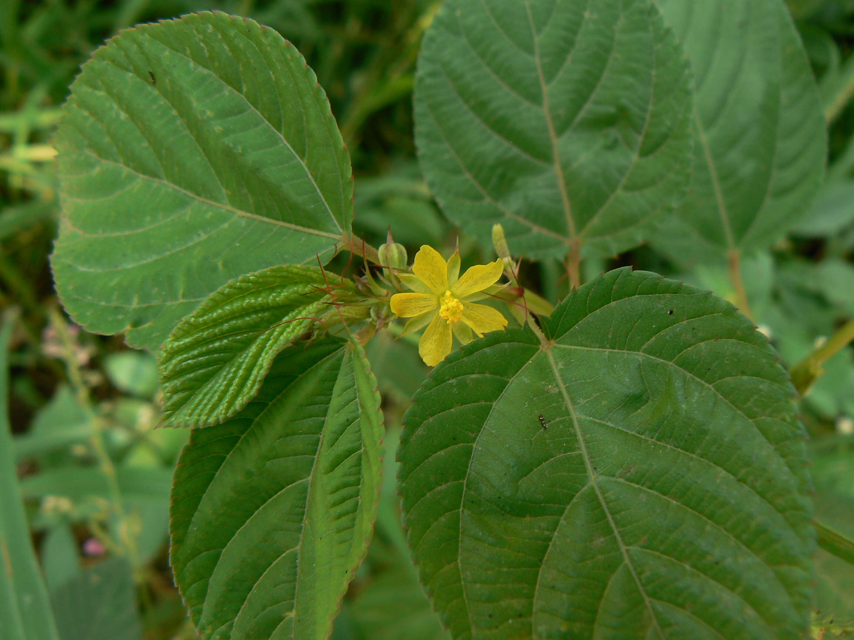 Image of nalta jute