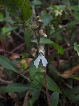 Image de Zeuxine longilabris (Lindl.) Trimen