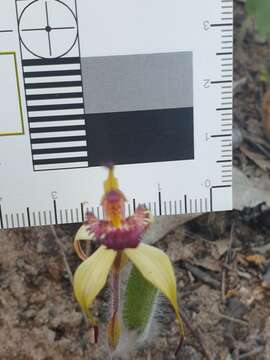 Image of Dainty spider orchid