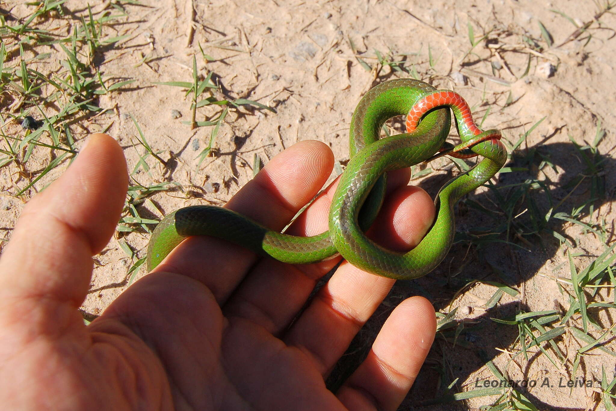 Erythrolamprus jaegeri (Günther 1858) resmi