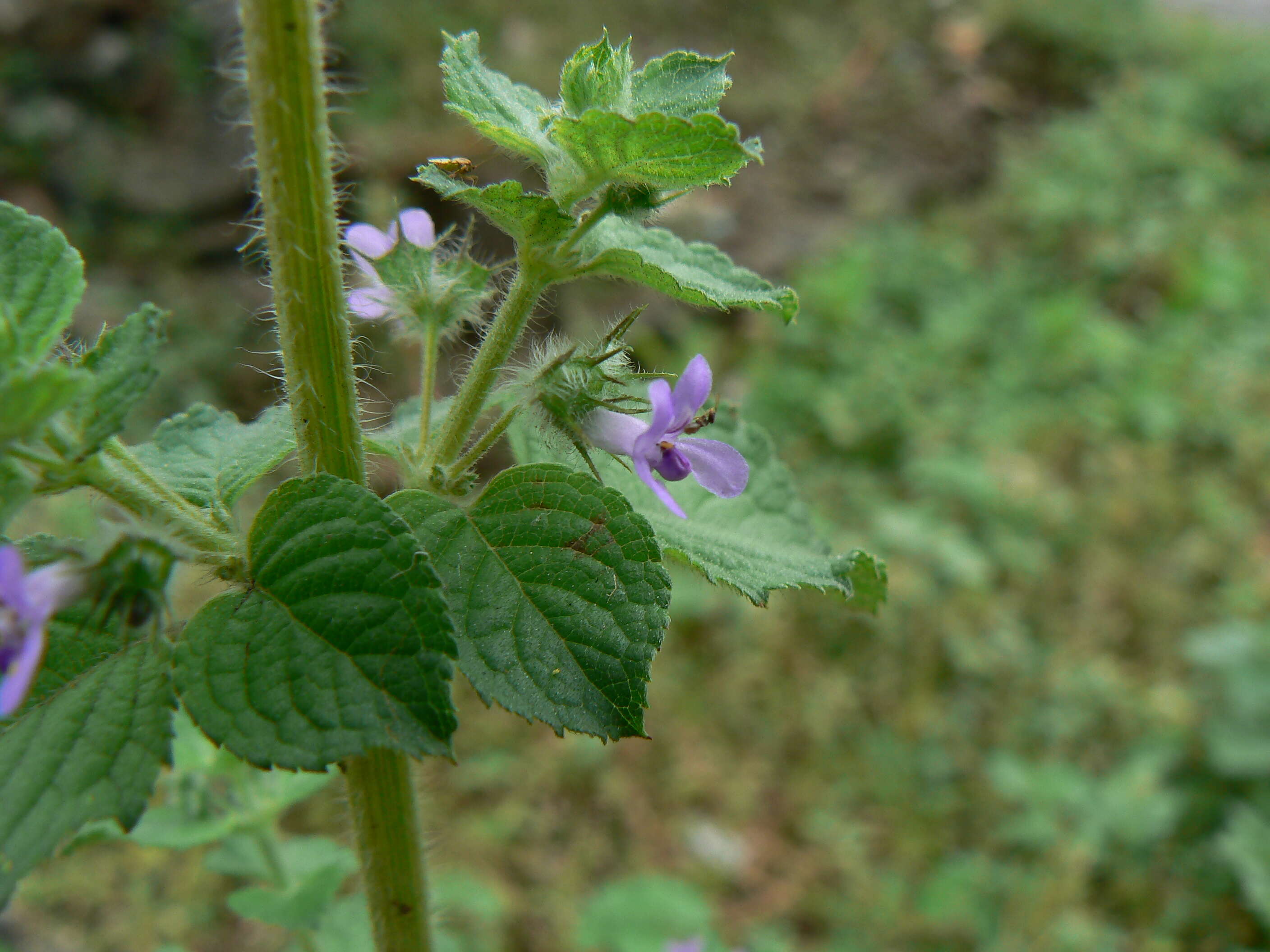 Image of Pignut