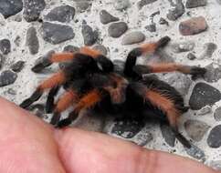 Image of Mexican redleg tarantula