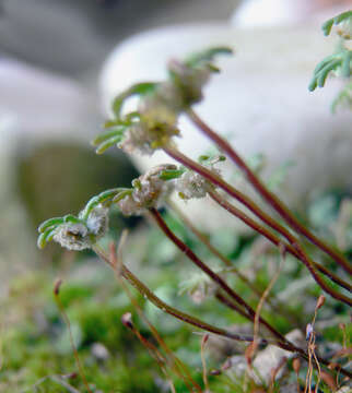 Image of common liverwort