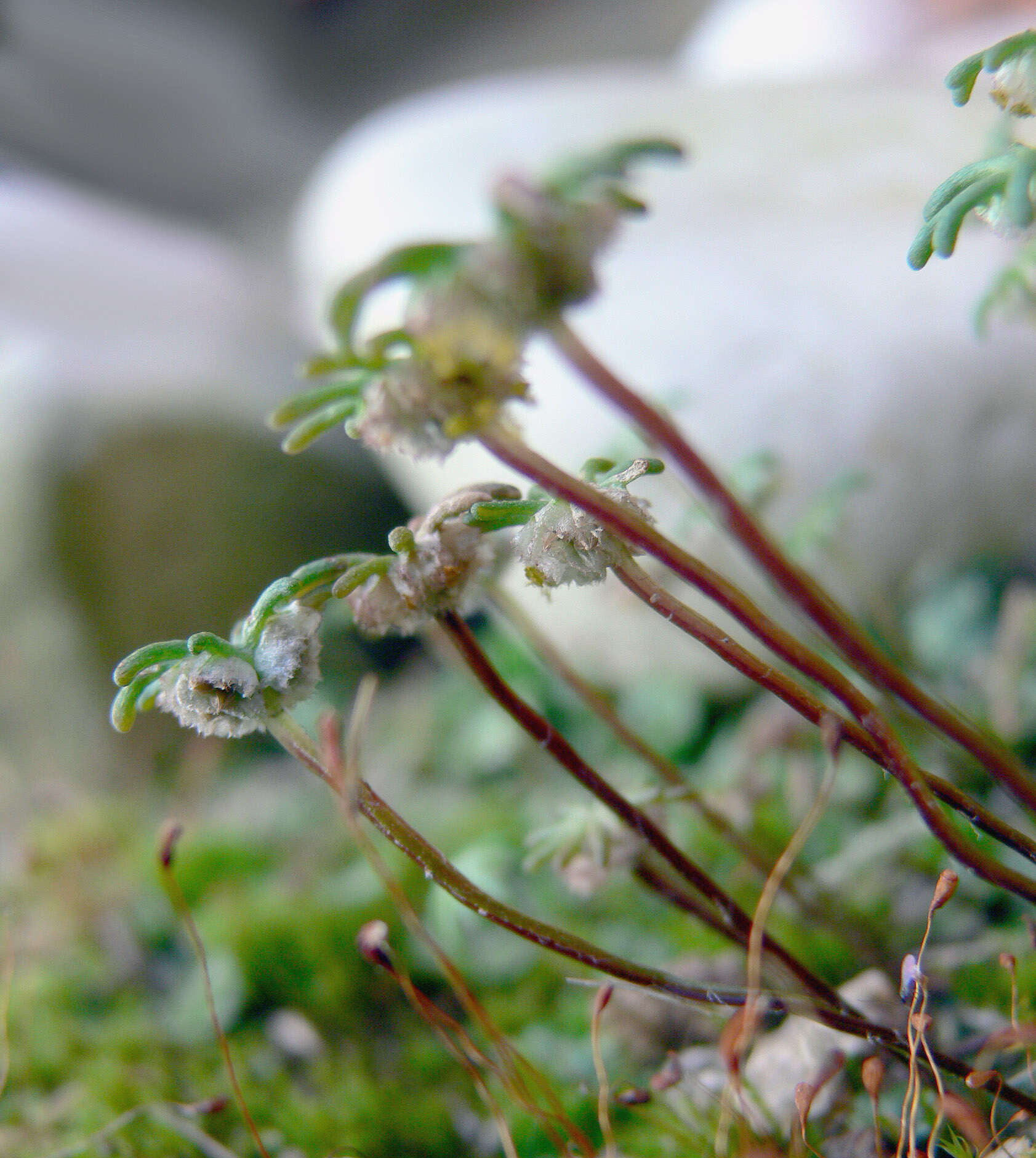 Image of common liverwort