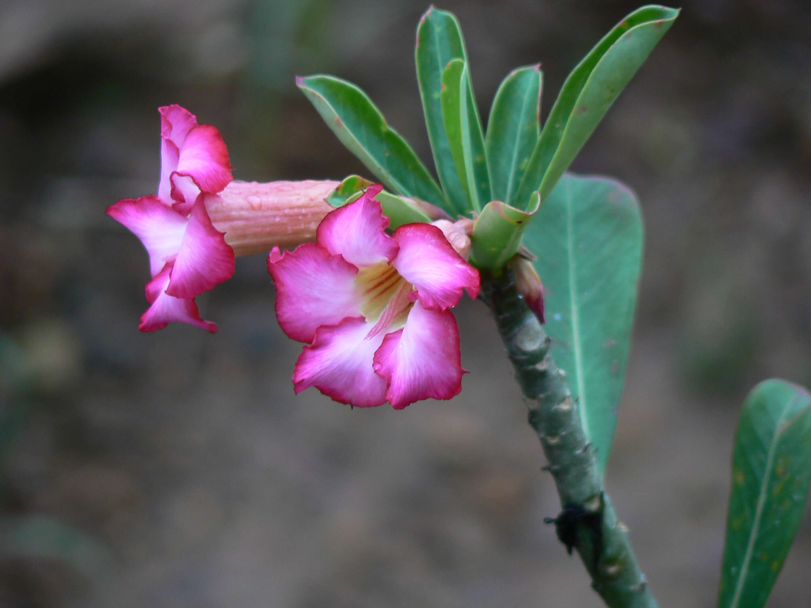 Image de Adenium obesum (Forsk.) Roem. & Schult.