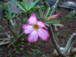 Image of Desert Rose