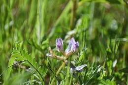 Sivun <i>Astragalus <i>crassicarpus</i></i> var. crassicarpus kuva