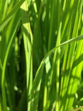 Imagem de Molinia caerulea (L.) Moench