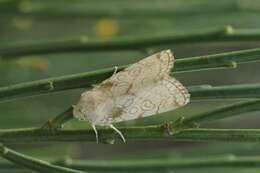 Image of Heart Moth