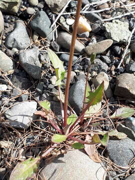 Image of Crepis multicaulis Ledeb.