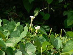 Image of Beach moonflower