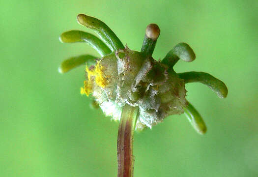 Image of common liverwort