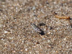 Image of Calomera littoralis fiorii