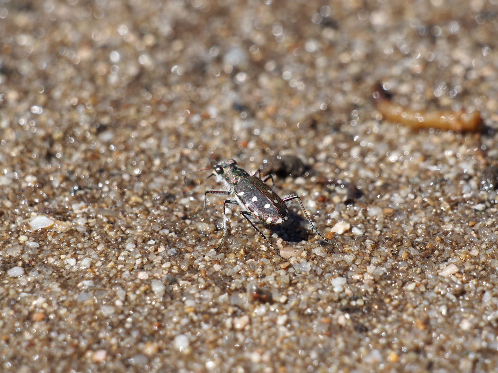 Image of Calomera littoralis fiorii