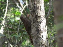 Image of Northern Barred Woodcreeper